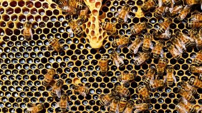 La humanidad podría enfrentarse a una gran escasez de alimentos si la abejas y abejorros desaparecieran