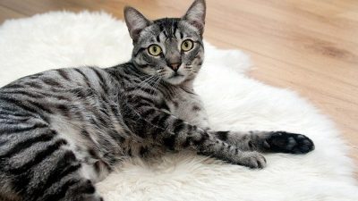 Descubren el método silencioso con el que se defienden los gatos