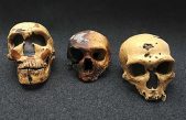 El cruce más antiguo entre especies de homínidos ocurrió hace 700.000 años