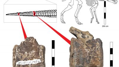 Tumor hallado en fósiles de dinosaurio arroja luz sobre enfermedad infantil moderna