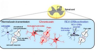 Nueva diana para el alivio del dolor crónico confirmada por los científicos