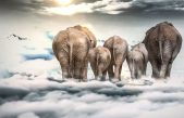 Las nubes pesan lo mismo que 83 elefantes ¿cómo hacen para flotar?