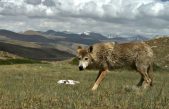 La dura vida del lobo del Himalaya lo ha hecho único