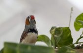 ¿Qué puede enseñarnos el canto de los pájaros sobre la tartamudez humana?
