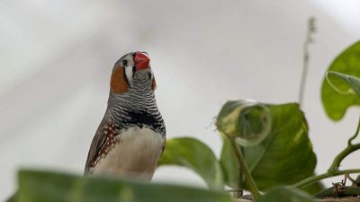 ¿Qué puede enseñarnos el canto de los pájaros sobre la tartamudez humana?