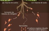 ¿Pedido a domicilio? Las plantas ya te llevan la delantera