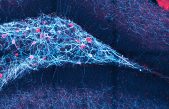 El ritmo cerebral es el que nos saca del laberinto