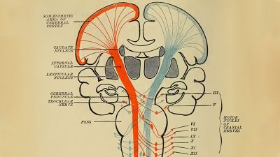 La IA ayuda a descubrir que tenemos neuronas optimistas y pesimistas