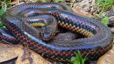 Observan una rara serpiente arco iris en un bosque de Florida