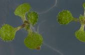 Identificado un nuevo mecanismo que regula la respuesta inmune en plantas