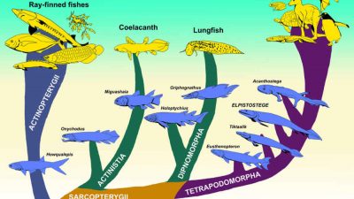 Peces prehistóricos con dedos: La brecha entre los animales acuáticos y terrestres