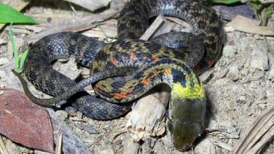 La sorprendente evolución de la serpiente que toma el veneno prestado