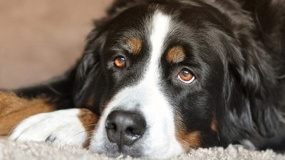 Revelado el misterio de las narices frías de los perros