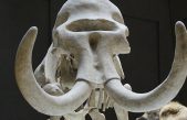 Hallan en Rusia una enorme estructura hecha con huesos de mamut