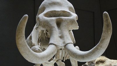 Hallan en Rusia una enorme estructura hecha con huesos de mamut