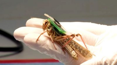 Cómo un insecto puede ser entrenado para detectar explosivos (y mejor que un perro)