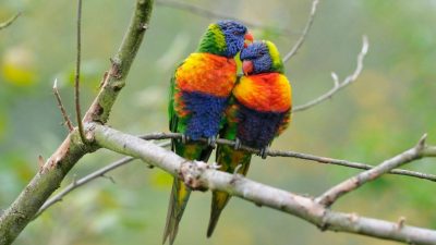 Así evolucionó el plumaje multicolor del loro arcoíris