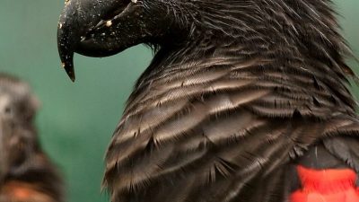 Los “loros de Drácula” podrían ser las aves más góticas de la Tierra