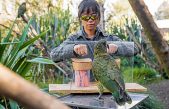 Los loros entienden la estadística como los bebés y los grandes simios