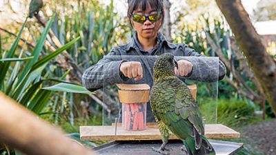 Los loros entienden la estadística como los bebés y los grandes simios