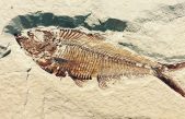 Este fósil podría cambiar las teorías de la evolución de los vertebrados