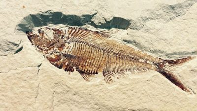 Este fósil podría cambiar las teorías de la evolución de los vertebrados