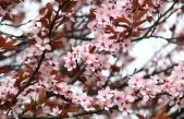 Equinoccio de primavera 2020: ¿Por qué este año empieza el 20 y no el 21?