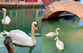 Sin turistas ni actividad pública, cisnes, peces y delfines vuelven a Venecia