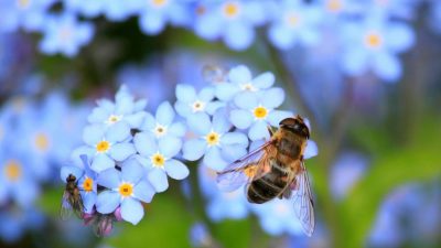 El ‘apocalipsis’ de los insectos no es tan grave como se creía