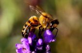 Las abejas sin aguijón de Mesoamérica abren la vía a nuevos antibióticos
