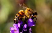 Las abejas sin aguijón de Mesoamérica abren la vía a nuevos antibióticos