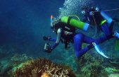Instructores de buceo aprovechan la cuarentena para restaurar corales