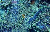 Corales biónicos impresos en 3D pueden salvar a la selva del mar