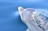 Los delfines se vuelven más sociables mientras los humanos están en cuarentena