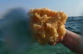 El secreto que guardan las esponjas marinas en la lucha contra el cáncer