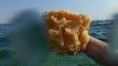 El secreto que guardan las esponjas marinas en la lucha contra el cáncer