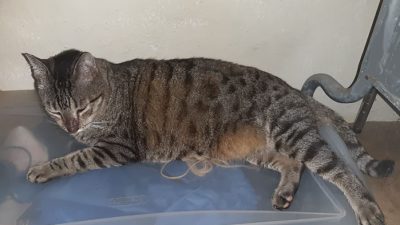 Las 15 cosas más extrañas que hace tu gato tienen explicación