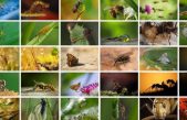 Científicos lanzan una nueva advertencia a la humanidad: los insectos están desapareciendo