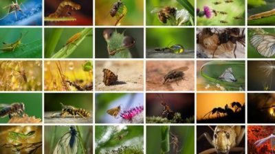 Científicos lanzan una nueva advertencia a la humanidad: los insectos están desapareciendo