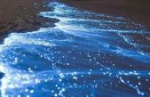 Playas Mexicanas experimentan el fenómeno de bioluminiscencia después de 60 años