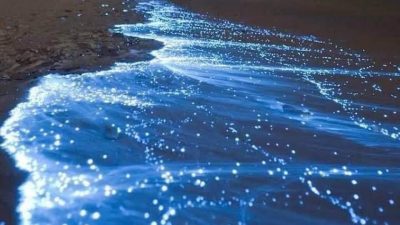 Playas Mexicanas experimentan el fenómeno de bioluminiscencia después de 60 años