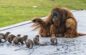 Orangutanes y nutrias entablan amistad inesperada en zoológico desierto de Bélgica