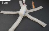La estrella de mar inspira un robot blando autónomo subacuático