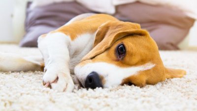 24 cosas que los perros odian y tú no lo sabes