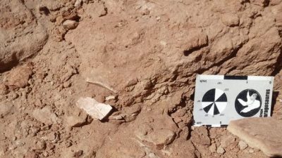 Descubren una nueva especie de tortuga de 95 millones de años de antigüedad en Río Negro