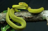 La serpiente del mago Salazar Slytherin, descubierta en la India