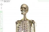 Zygote Body: Visor 3D del cuerpo humano basado en Google Body