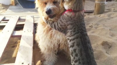 Las mejores imágenes de los Comedy Pet Photography Awards 2020 Mascotas + humor = Más perfección