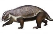 Descubierta la «bestia loca» de Madagascar, el mamífero más raro que haya existido jamás