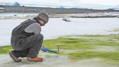 La Antártida se está volviendo verde por el cambio climático